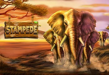 Stampede